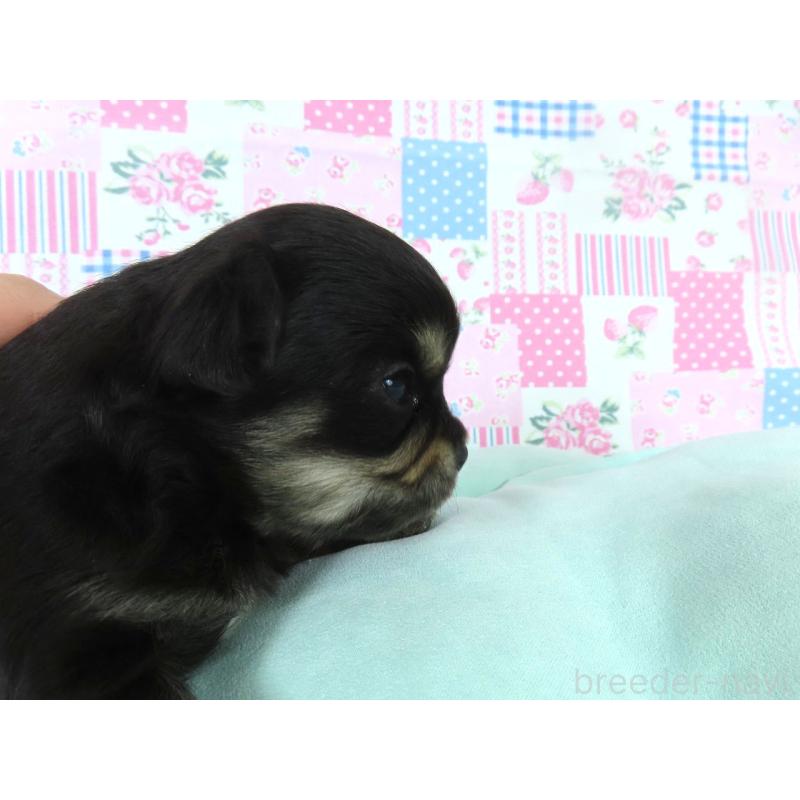 販売中の千葉県のチワワ(ロングコート)-454403の2枚目