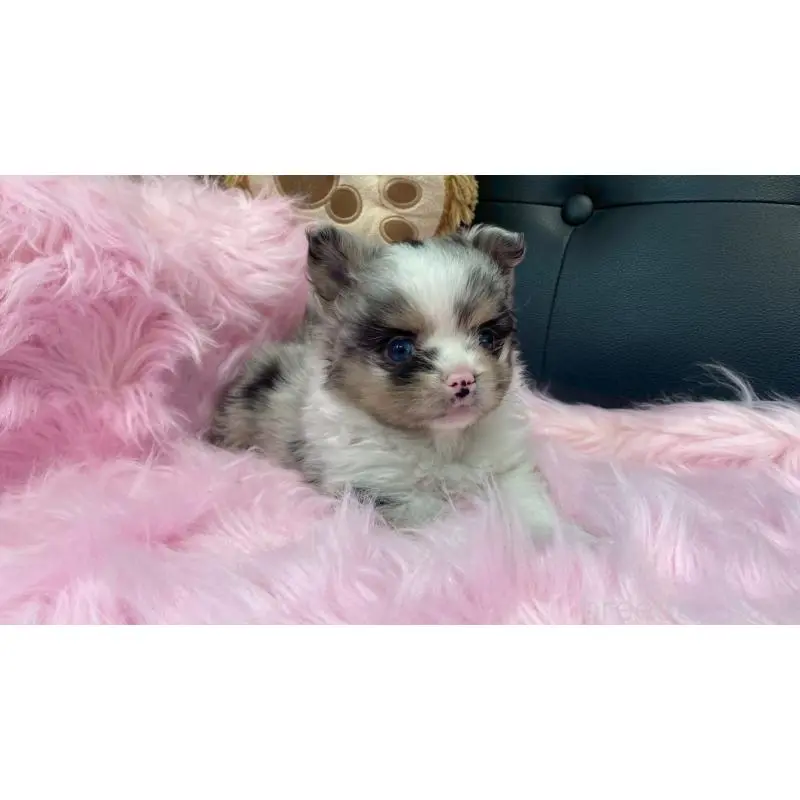 販売中の兵庫県のポメチワ:ポメラニアン×チワワ-454404の7枚目