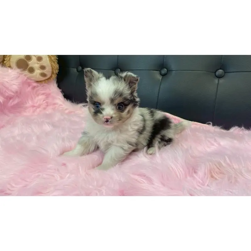 販売中の兵庫県のポメチワ:ポメラニアン×チワワ-454404の5枚目