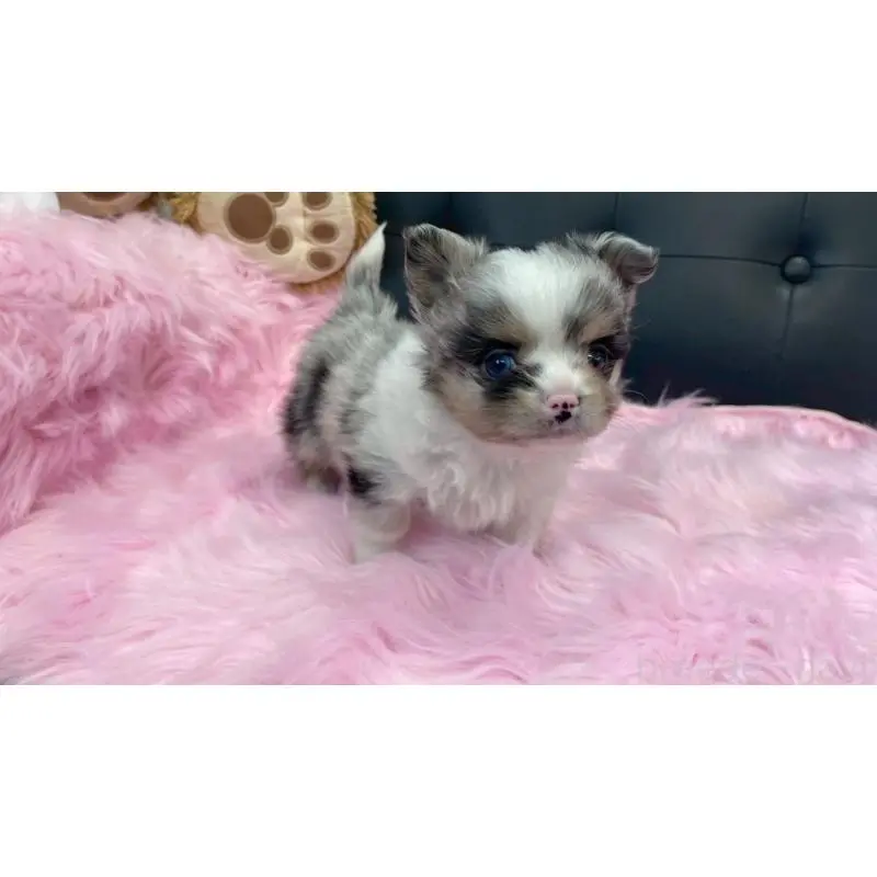販売中の兵庫県のポメチワ:ポメラニアン×チワワ-454404の4枚目