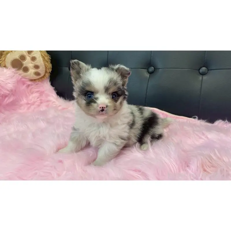 販売中の兵庫県のポメチワ:ポメラニアン×チワワ-454404の2枚目