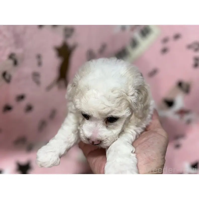 販売中の福岡県のトイプードル-454405の10枚目