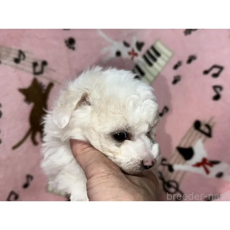 販売中の福岡県のトイプードル-454405の8枚目