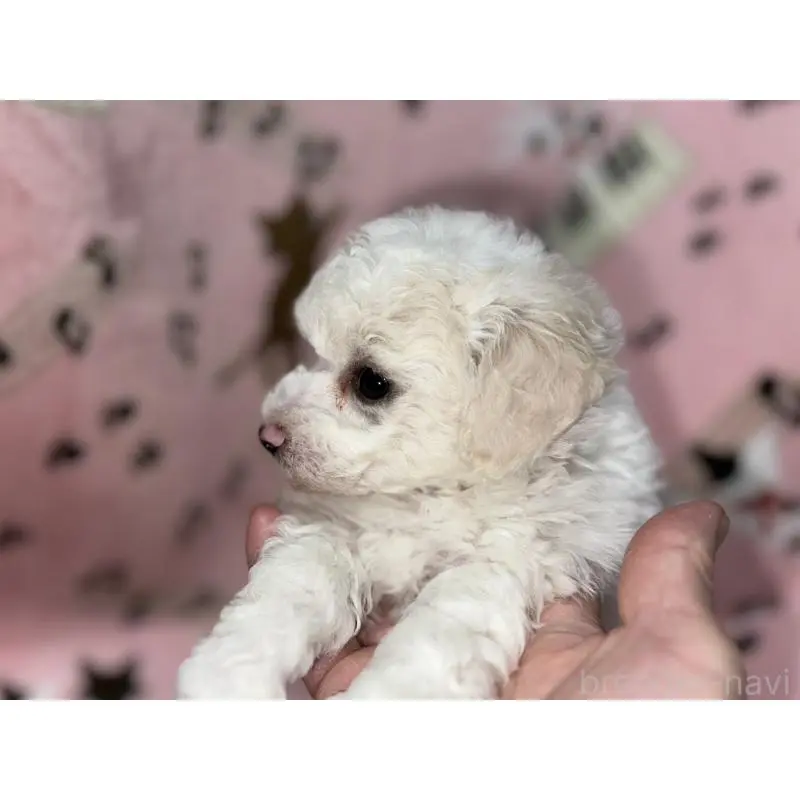 販売中の福岡県のトイプードル-454405の7枚目