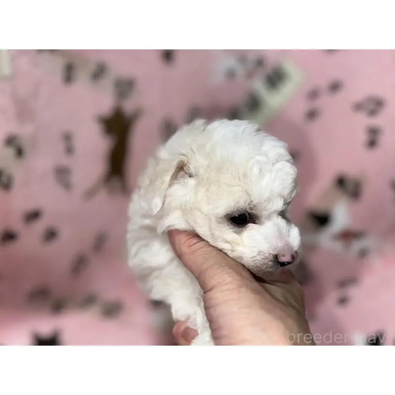 販売中の福岡県のトイプードル-454405の6枚目