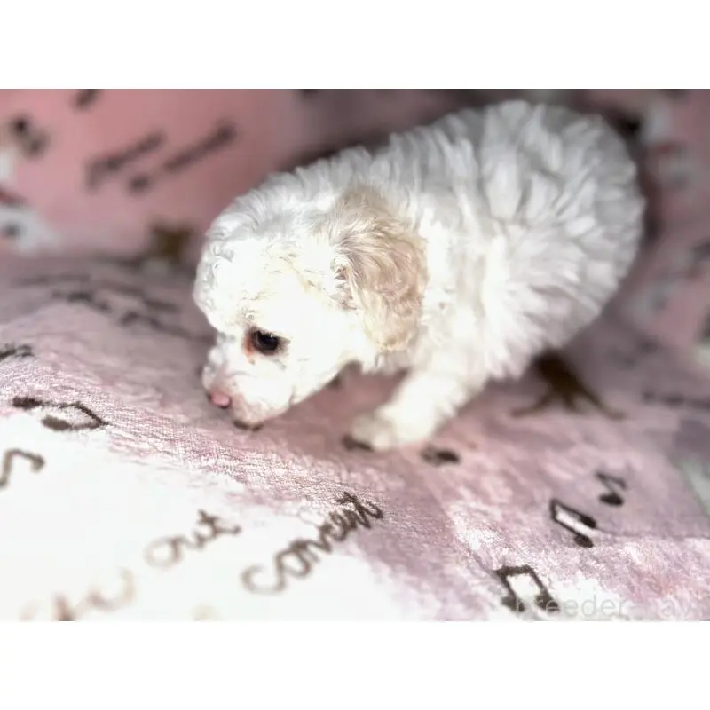 販売中の福岡県のトイプードル-454405の5枚目