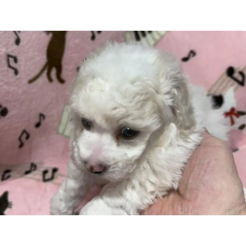 販売中の福岡県のトイプードル-454405の4枚目