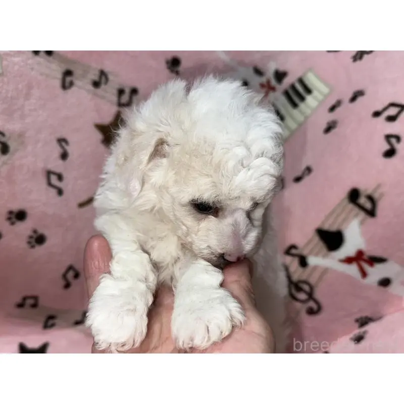 販売中の福岡県のトイプードル-454405の3枚目