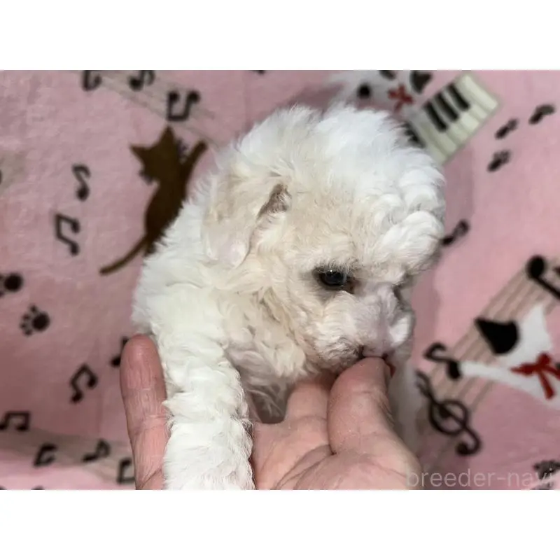 販売中の福岡県のトイプードル-454405の2枚目