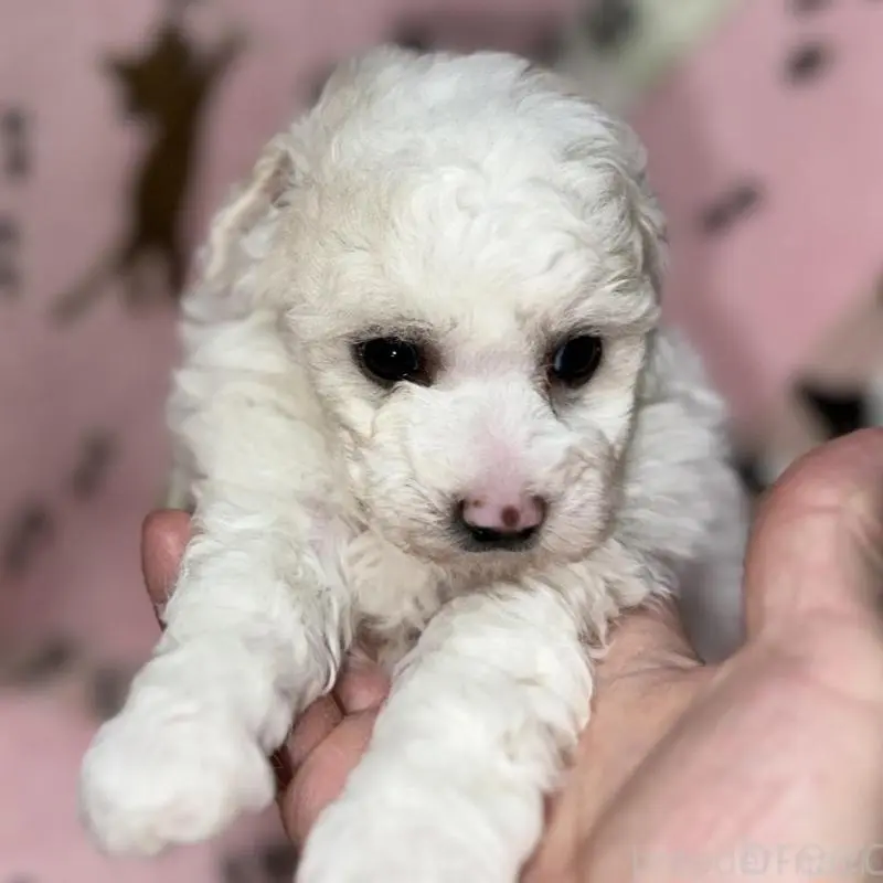 販売中の福岡県のトイプードル-454405