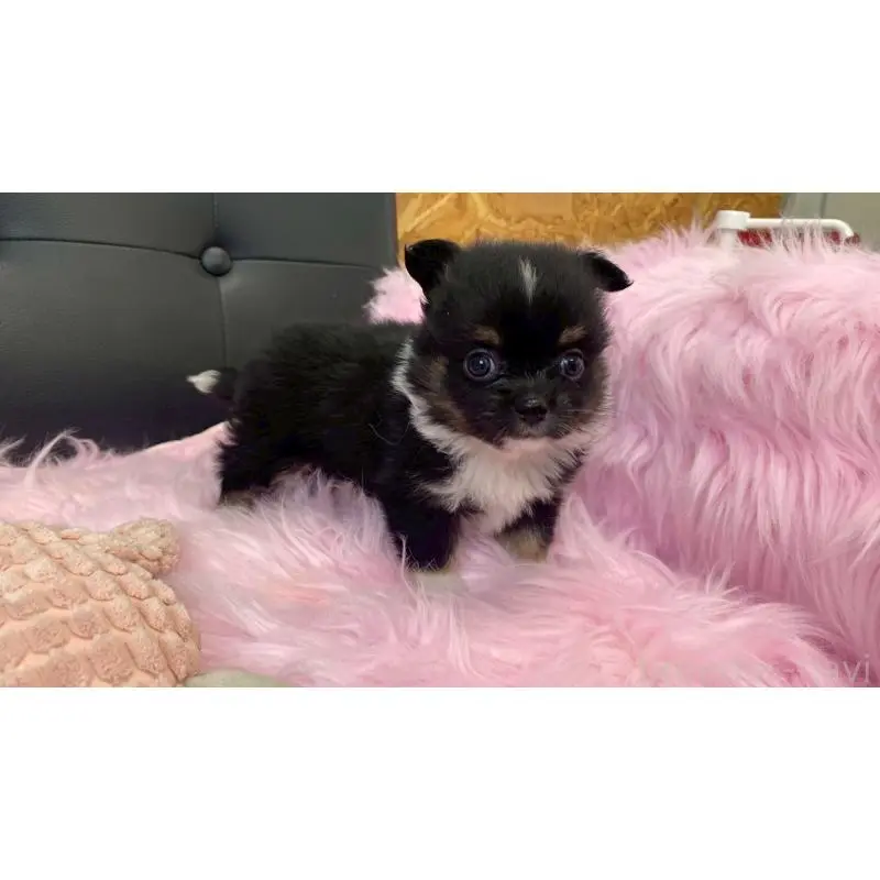 販売中の兵庫県のポメチワ:ポメラニアン×チワワ-454407の9枚目