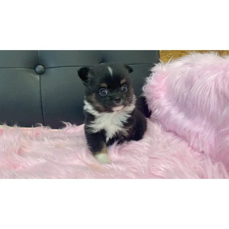 販売中の兵庫県のポメチワ:ポメラニアン×チワワ-454407の7枚目