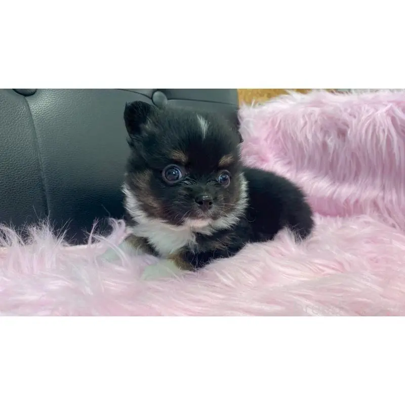 販売中の兵庫県のポメチワ:ポメラニアン×チワワ-454407の6枚目