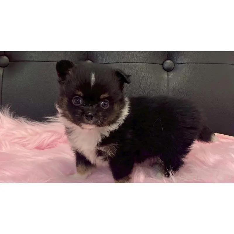 販売中の兵庫県のポメチワ:ポメラニアン×チワワ-454407の4枚目