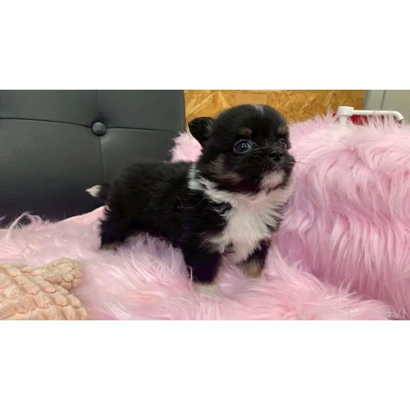 販売中の兵庫県のポメチワ:ポメラニアン×チワワ-454407の3枚目