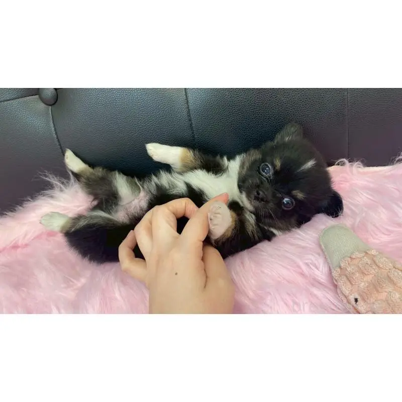 販売中の兵庫県のポメチワ:ポメラニアン×チワワ-454407の2枚目