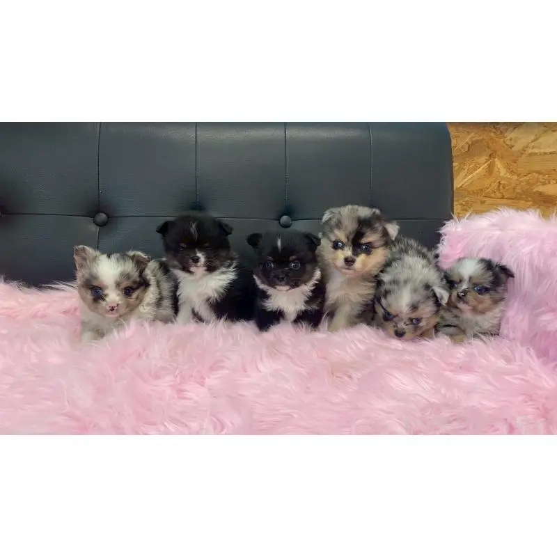 販売中の兵庫県のポメチワ:ポメラニアン×チワワ-454408の12枚目