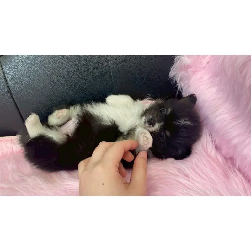 販売中の兵庫県のポメチワ:ポメラニアン×チワワ-454408の9枚目