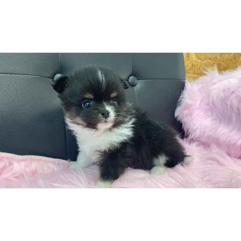販売中の兵庫県のポメチワ:ポメラニアン×チワワ-454408の8枚目