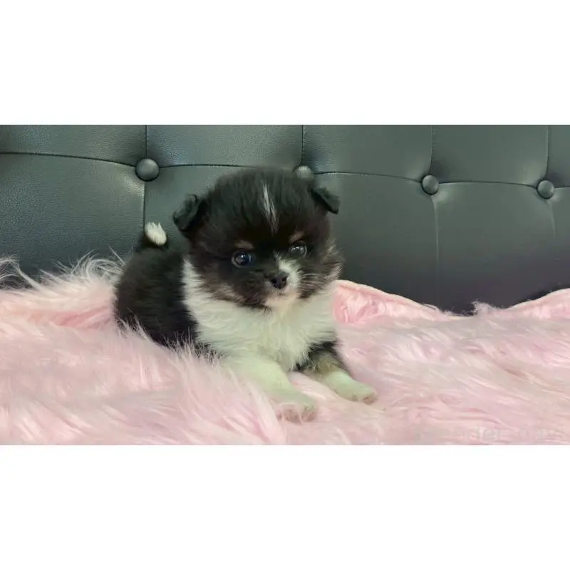 販売中の兵庫県のポメチワ:ポメラニアン×チワワ-454408の5枚目