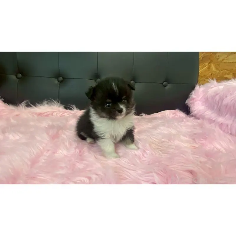 販売中の兵庫県のポメチワ:ポメラニアン×チワワ-454408の3枚目
