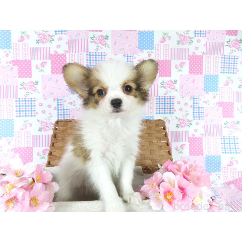 販売中の千葉県のパピヨン-444649の4枚目