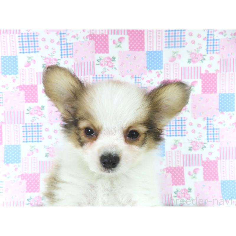 販売中の千葉県のパピヨン-444649の2枚目