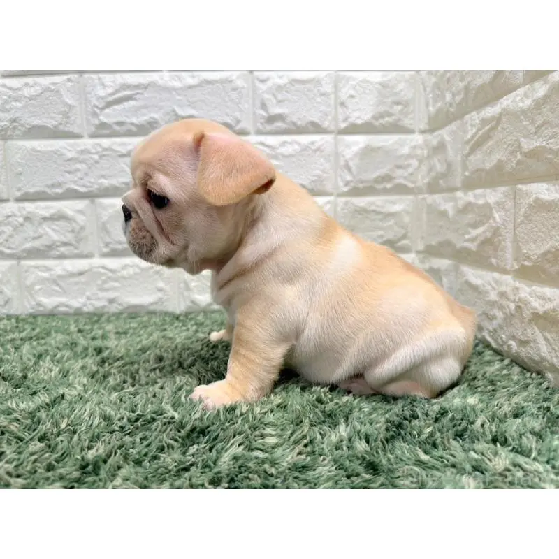 販売中の愛知県のフレンチブルドッグ-454409の4枚目