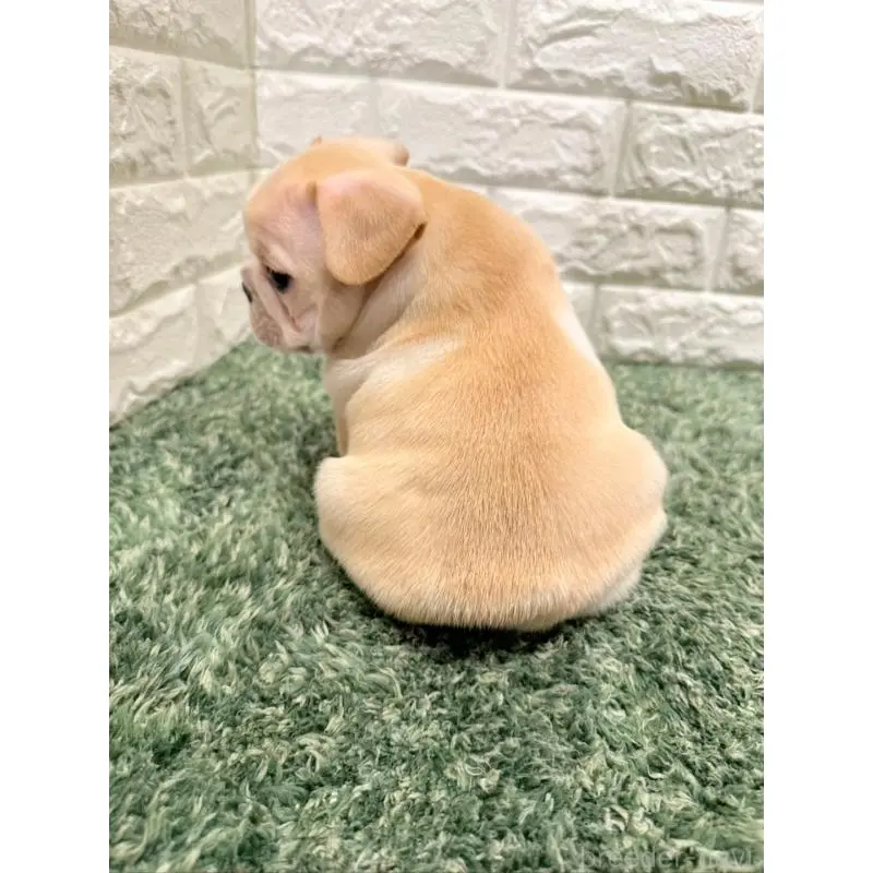 販売中の愛知県のフレンチブルドッグ-454409の3枚目