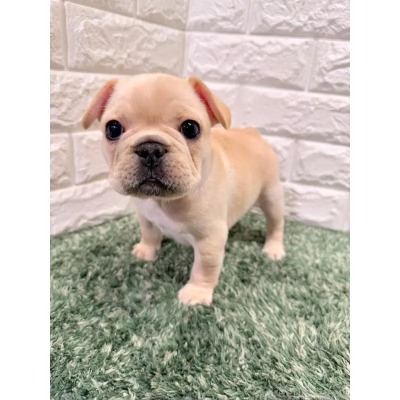 販売中の愛知県のフレンチブルドッグ-454409の2枚目