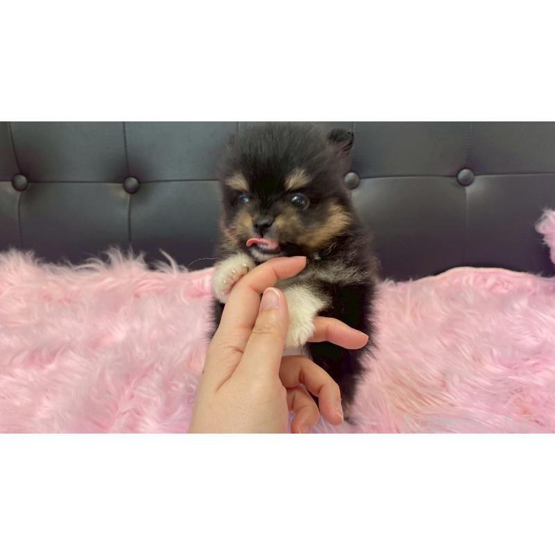 販売中の兵庫県のポメラニアン-454410の9枚目