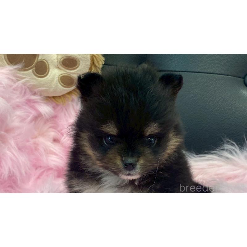 販売中の兵庫県のポメラニアン-454410の8枚目