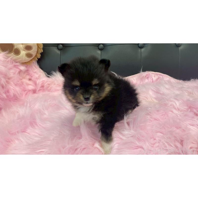 販売中の兵庫県のポメラニアン-454410の7枚目