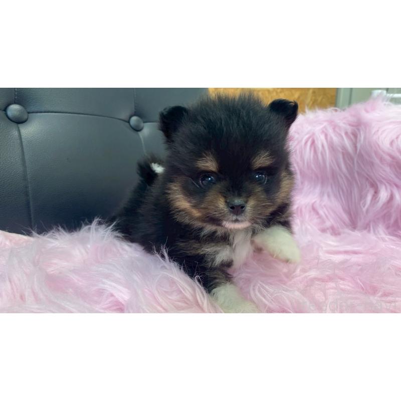 販売中の兵庫県のポメラニアン-454410の6枚目