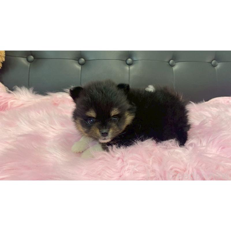 販売中の兵庫県のポメラニアン-454410の3枚目