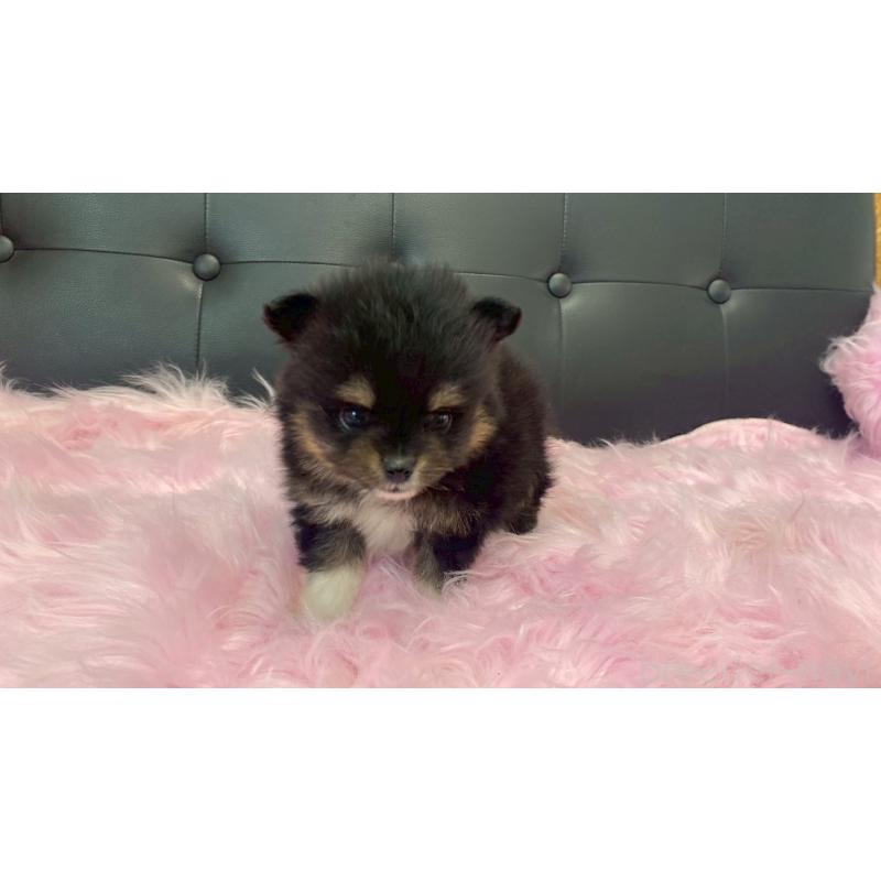 販売中の兵庫県のポメラニアン-454410の4枚目