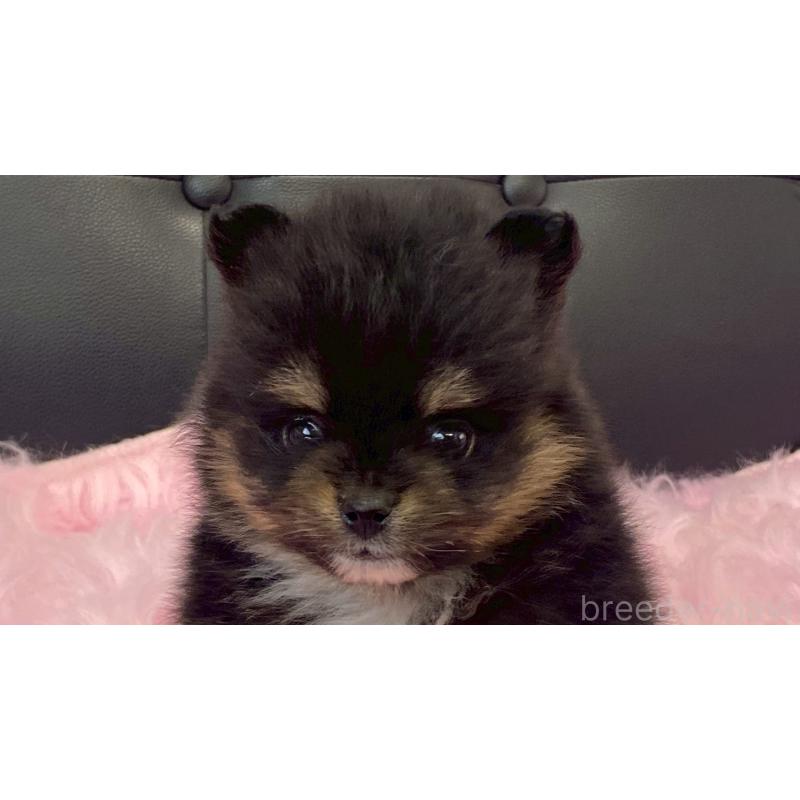 販売中の兵庫県のポメラニアン-454410の2枚目