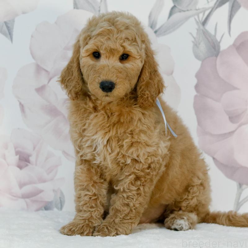 販売中の茨城県のゴールデンドゥードル:ゴールデンレトリーバー×プードル-454424の2枚目