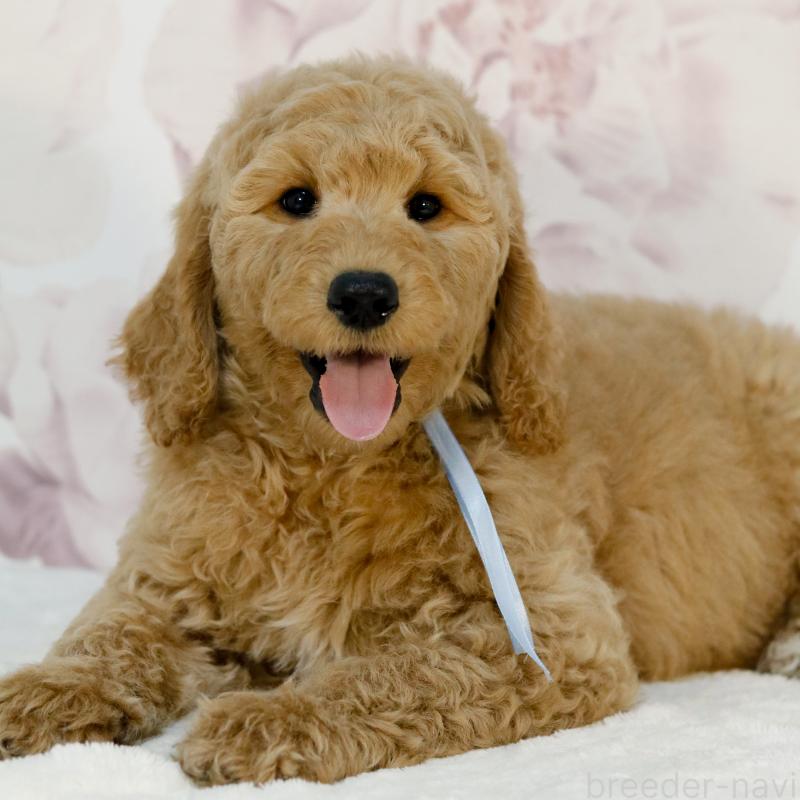 販売中の茨城県のゴールデンドゥードル:ゴールデンレトリーバー×プードル-454424