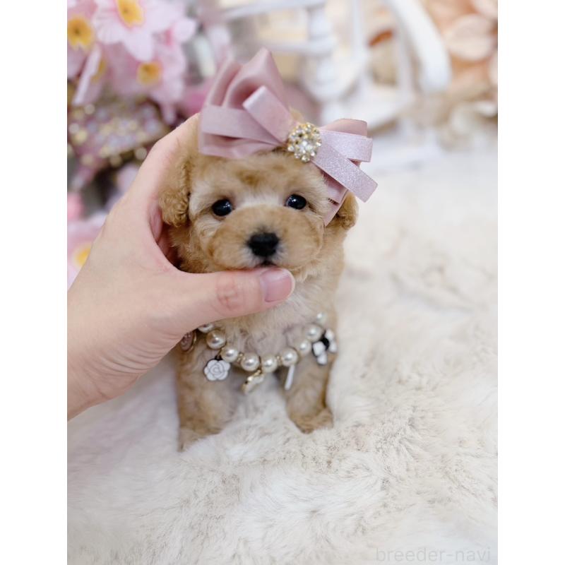 販売中の大阪府のティーカッププードル-454411の11枚目