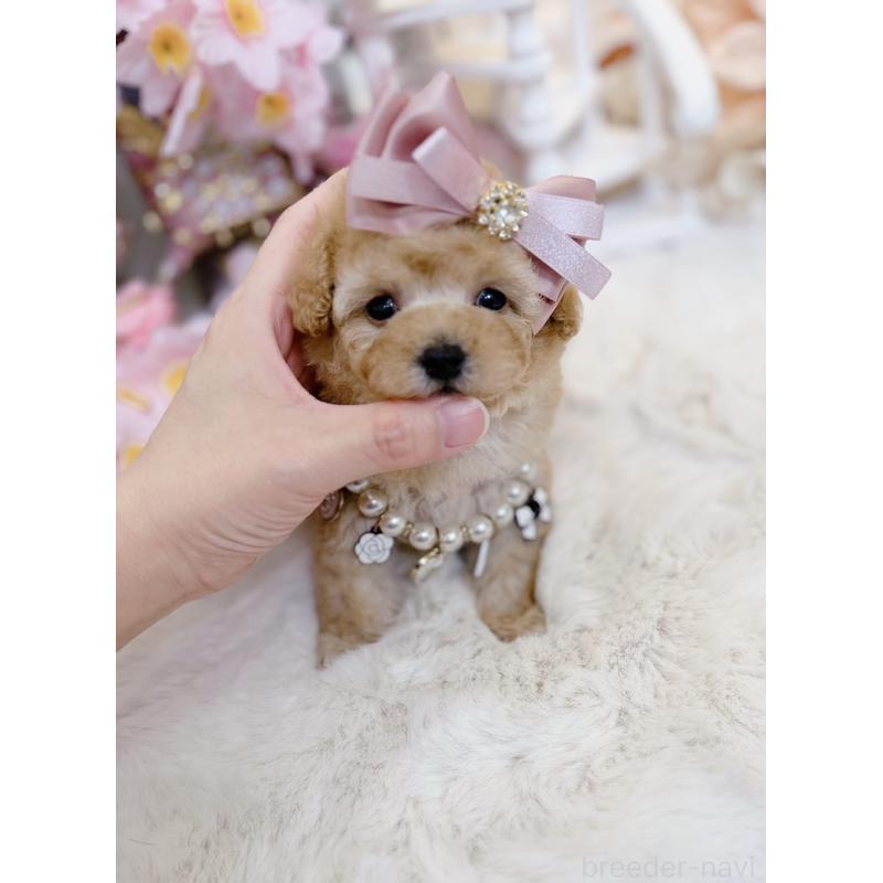 販売中の大阪府のティーカッププードル-454411の10枚目