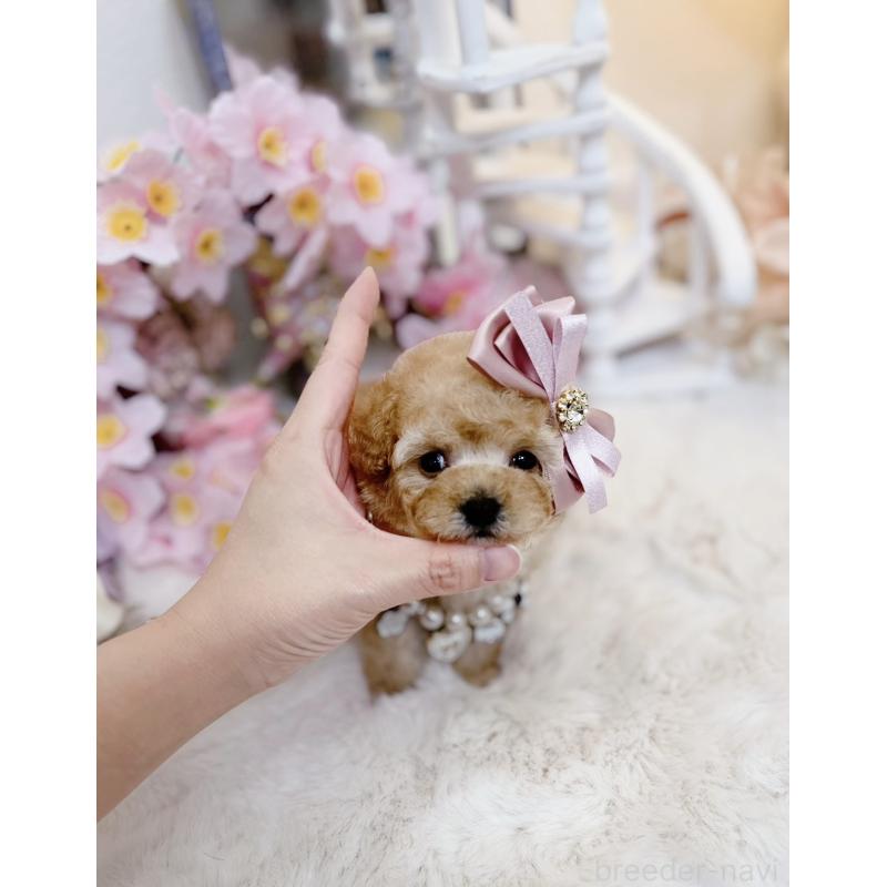 販売中の大阪府のティーカッププードル-454411の9枚目