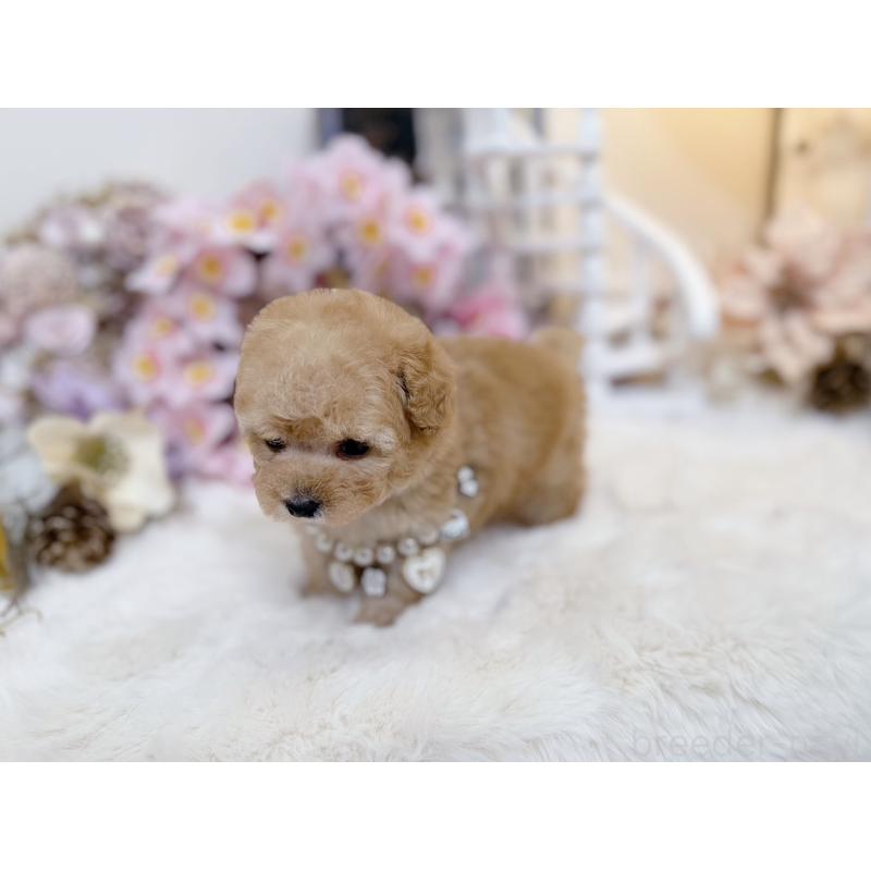 販売中の大阪府のティーカッププードル-454411の8枚目