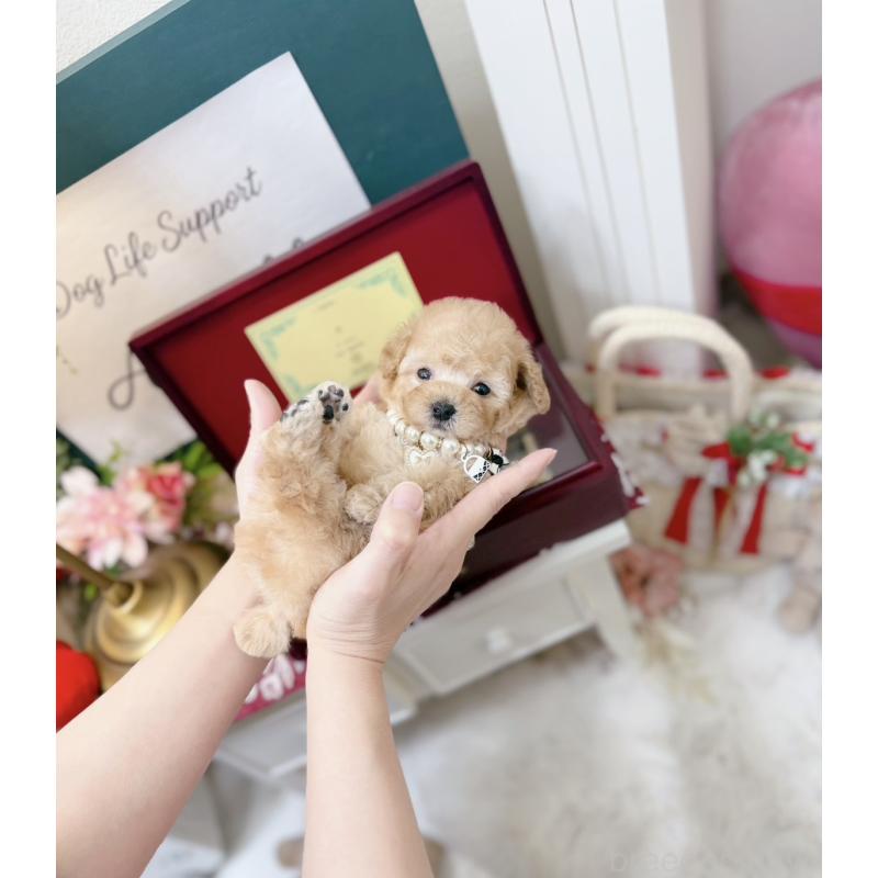 販売中の大阪府のティーカッププードル-454411の6枚目