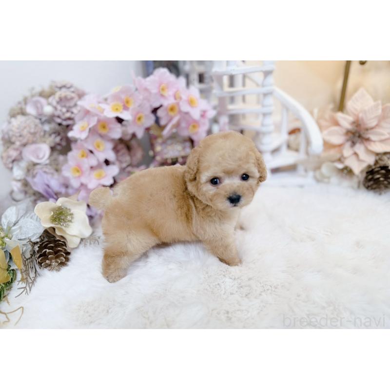 販売中の大阪府のティーカッププードル-454411の5枚目