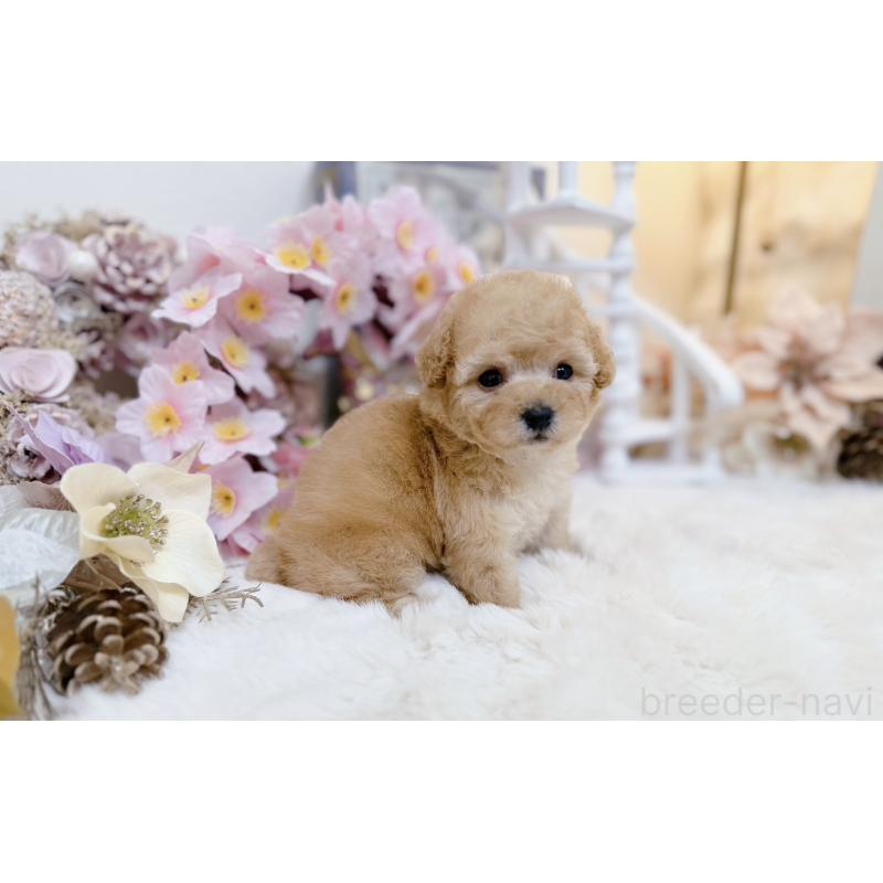 販売中の大阪府のティーカッププードル-454411の4枚目