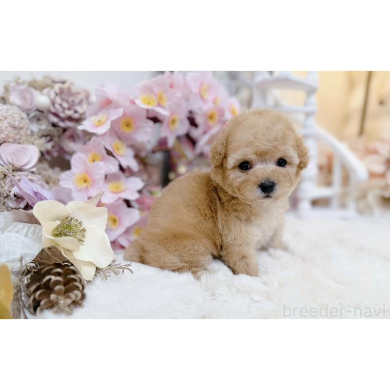 販売中の大阪府のティーカッププードル-454411の3枚目