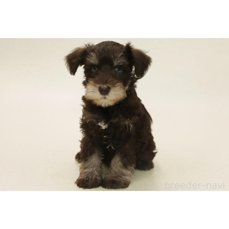 販売中の神奈川県のミニチュアシュナウザー-447482