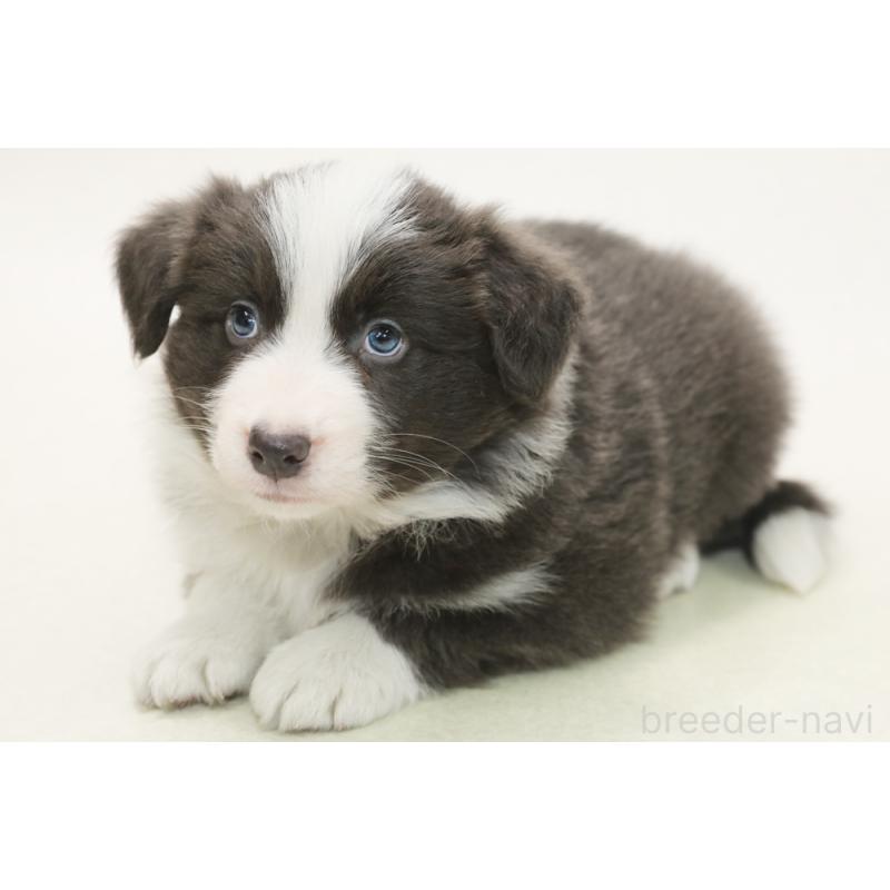 販売中の神奈川県のボーダーコリー-449053