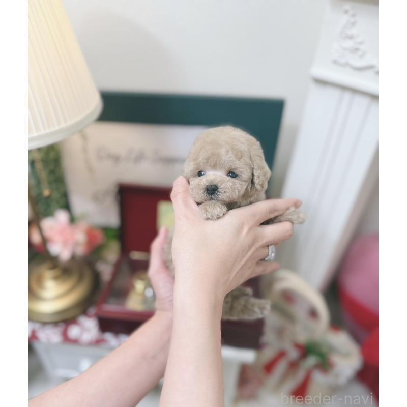 販売中の大阪府のティーカッププードル-454412の11枚目